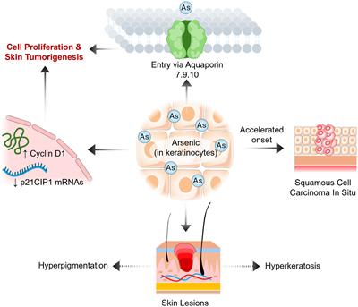 Potential association between arsenic and vitamin D